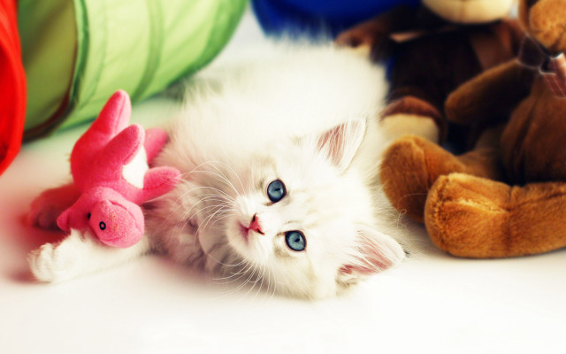 White cat stuffed animals still free wallpaper for desktop - medium preview image