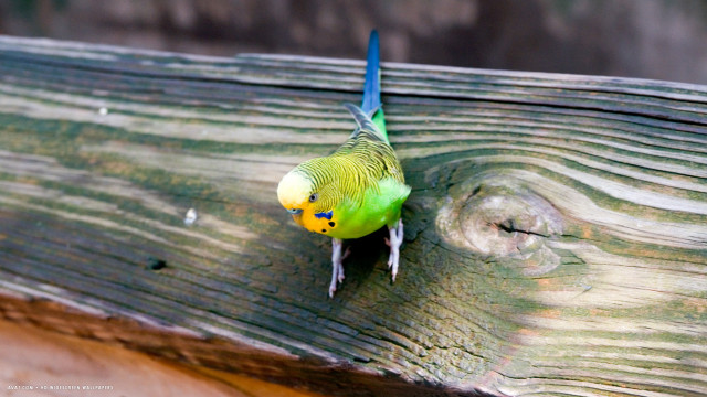 Green bird perched wooden bench free wallpaper for desktop - medium preview image