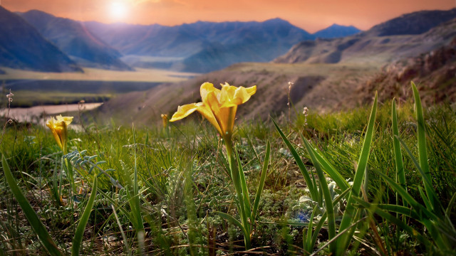 Yellow flower grass mountains river free wallpaper for desktop - medium preview image
