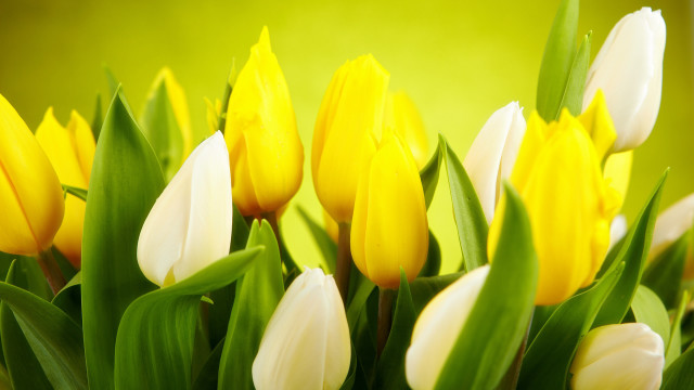 Yellow white flower green background free wallpaper for desktop - medium preview image