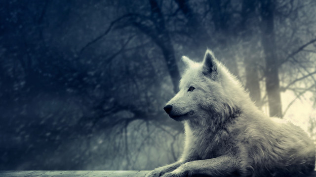 White wolf forest snowy mountain free wallpaper for desktop - medium preview image