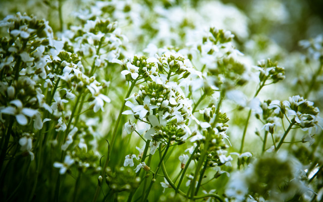 White flower garden macro blurry free wallpaper for desktop - medium preview image