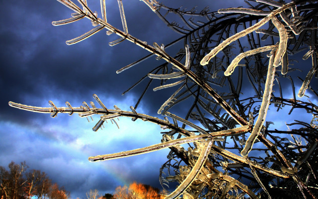 Tree rainbow dark sky clouds free wallpaper for desktop - medium preview image