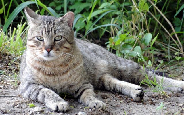 Cat grass dirt bush closeup free wallpaper for desktop - medium preview image