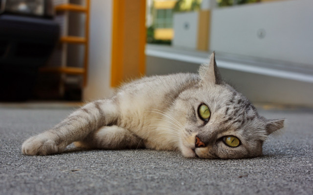 Curious cat on shelf yellow free wallpaper for desktop - medium preview image