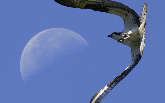 Bird moon blue sky cloud free wallpaper for desktop - medium preview image