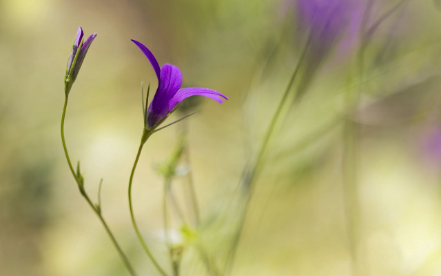 Purple flower field butterfly macro #2 free wallpaper for desktop - medium preview image