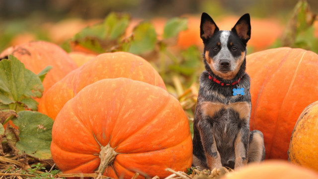Dog pumpkin field blue collar free wallpaper for desktop - medium preview image