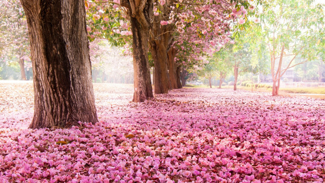 Pink flower carpet park bench free wallpaper for desktop - medium preview image