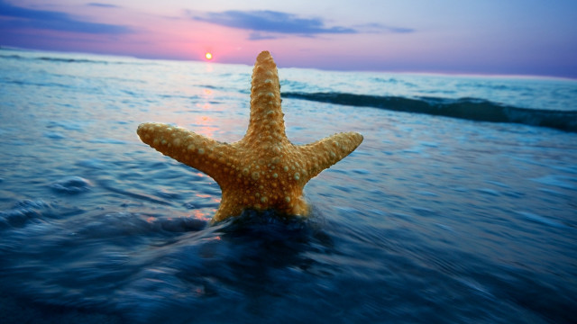 Starfish sunset beach ocean water free wallpaper for desktop - medium preview image