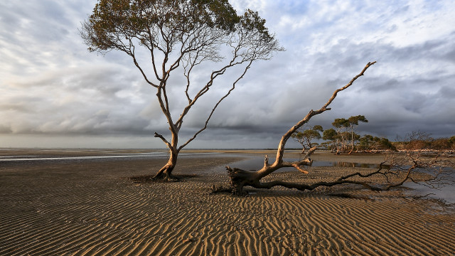 Beach tree sand water clouds free wallpaper for desktop - medium preview image