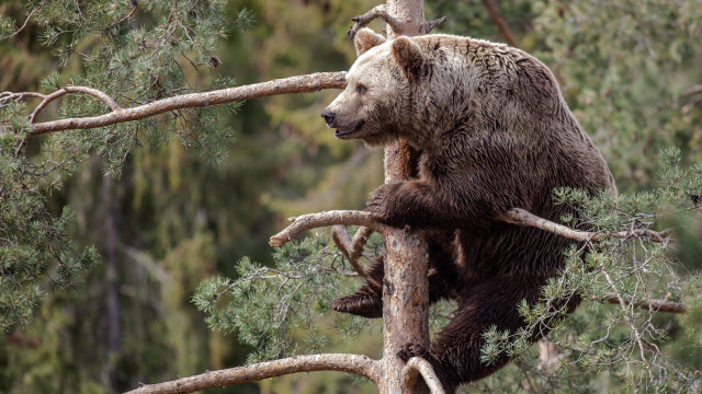 Brown bear climbing tree branch #2 free wallpaper for desktop - medium preview image