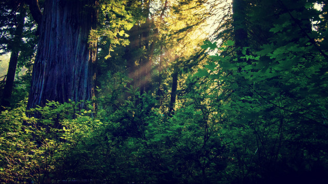 Forest bench sunlight trees leaves free wallpaper for desktop - medium preview image