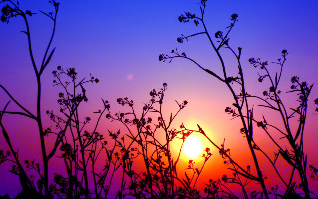 Sunset branches flowers purple sky free wallpaper for desktop - medium preview image