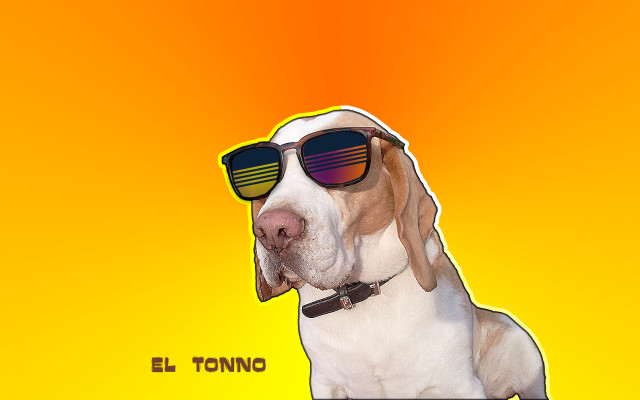 Dog sunglasses yellow background eltono free wallpaper for desktop - medium preview image