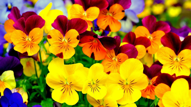 Colorful flower puzzle blurry field free wallpaper for desktop - medium preview image