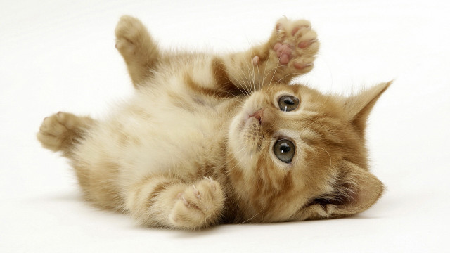 Kitten rolling back paws up free wallpaper for desktop - medium preview image