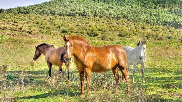 Horses mountain field forest bush free wallpaper for desktop - medium preview image