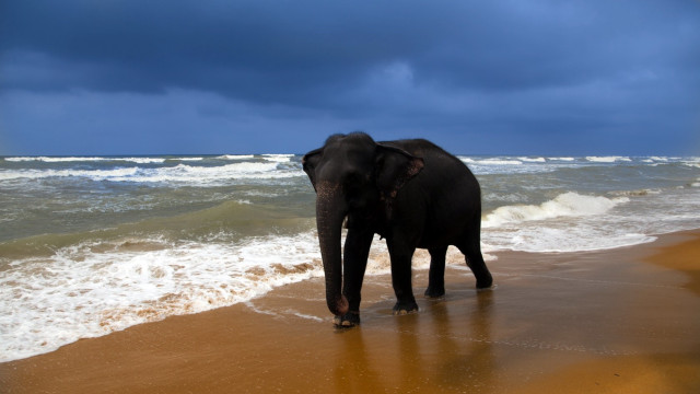 Elephant beach ocean rainbow impressionist free wallpaper for desktop - medium preview image