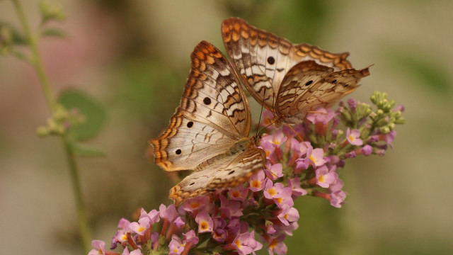 Butterflies flower field blurry pink free wallpaper for desktop - medium preview image