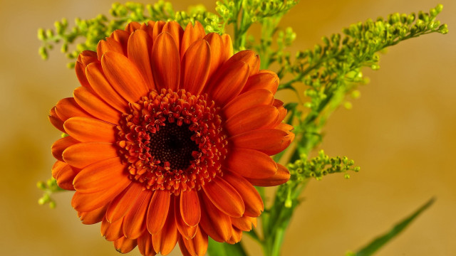 Flower sunflower orange green background free wallpaper for desktop - medium preview image