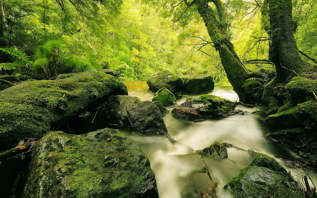 Lush green forest stream rocks #4 free wallpaper for desktop - medium preview image