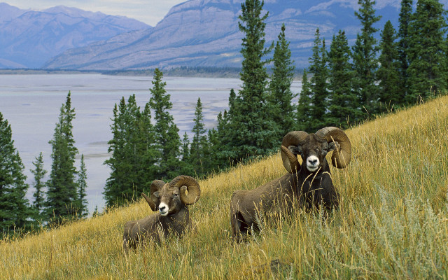 Rams lake mountains ecological tiltshift free wallpaper for desktop - medium preview image