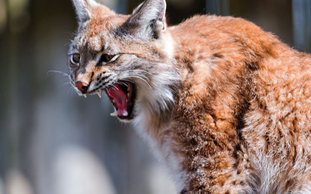 Cat open mouth sharp claws #6 free wallpaper for desktop - medium preview image