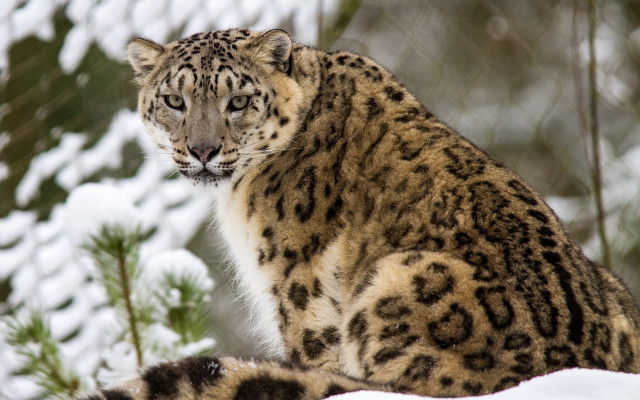 Snow leopard snow trees blurry free wallpaper for desktop - medium preview image