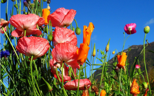 Flower field blue sky mountain free wallpaper for desktop - medium preview image