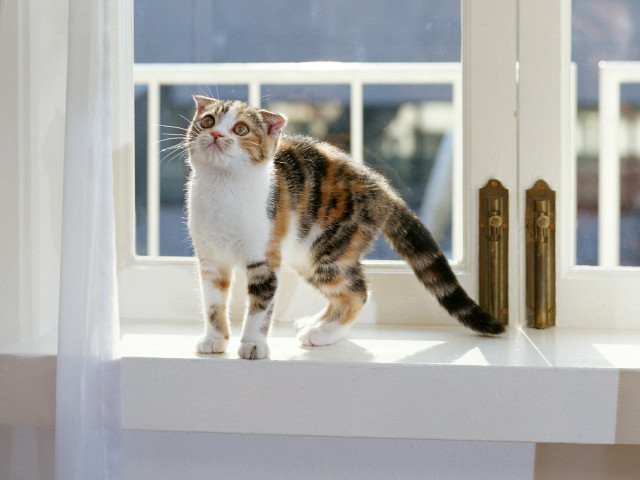 Cat window sill glamor arabesque free wallpaper for desktop - medium preview image