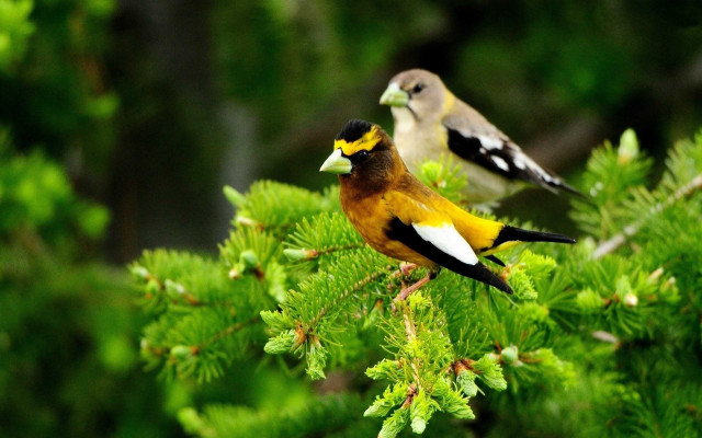 Birds forest branch yellow brown free wallpaper for desktop - medium preview image