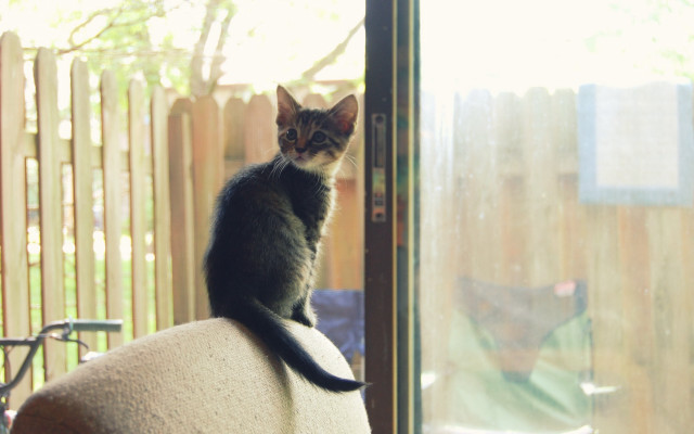 Cat chairs window tiltshift blurry free wallpaper for desktop - medium preview image