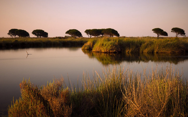 Marshy landscape bird sunset nature free wallpaper for desktop - medium preview image