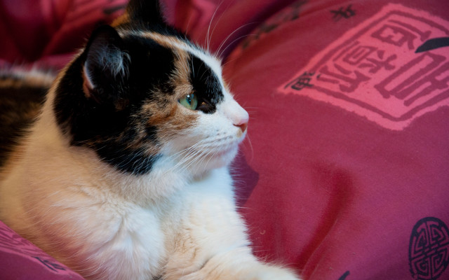 Cat pink blanket fauvism shallow free wallpaper for desktop - medium preview image