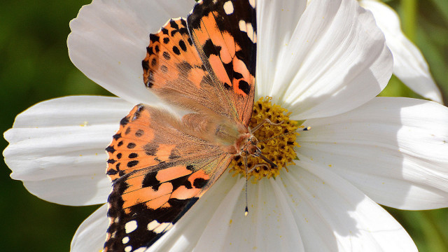 Butterfly white flower green background free wallpaper for desktop - medium preview image