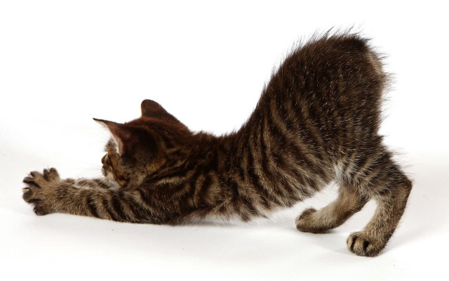 Cat playing toy shadow dynamic free wallpaper for desktop - medium preview image