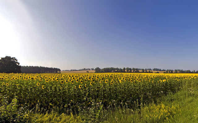 Sunflowers field road trees blue free wallpaper for desktop - medium preview image