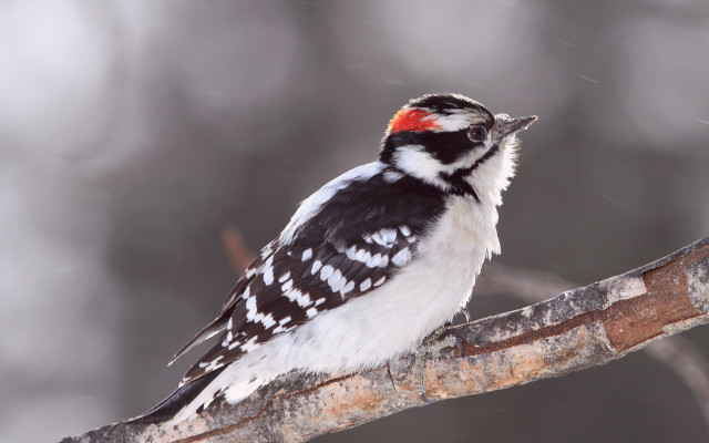 Bird red head snow branch free wallpaper for desktop - medium preview image