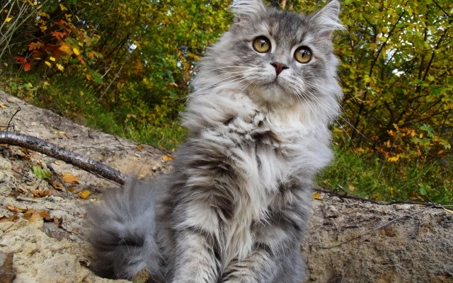 Fluffy cat rock forest regal free wallpaper for desktop - medium preview image