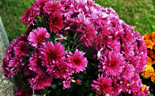 Flowers vase outdoor garden blurry free wallpaper for desktop - medium preview image