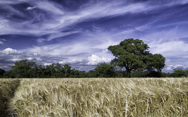 Wheat field tree blue sky free wallpaper for desktop - medium preview image
