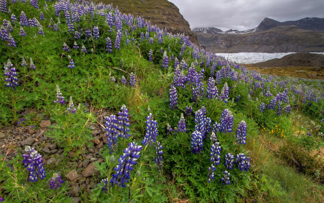 Wildflowers glacier lake nature bush free wallpaper for desktop - medium preview image
