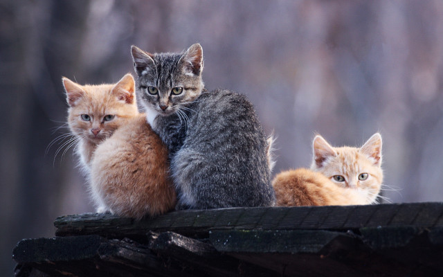 Three kittens woodland animals portrait free wallpaper for desktop - medium preview image
