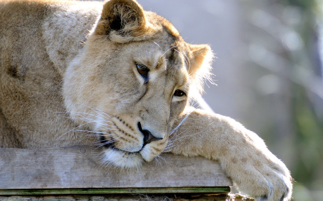 Lion resting wooden post zoo free wallpaper for desktop - medium preview image