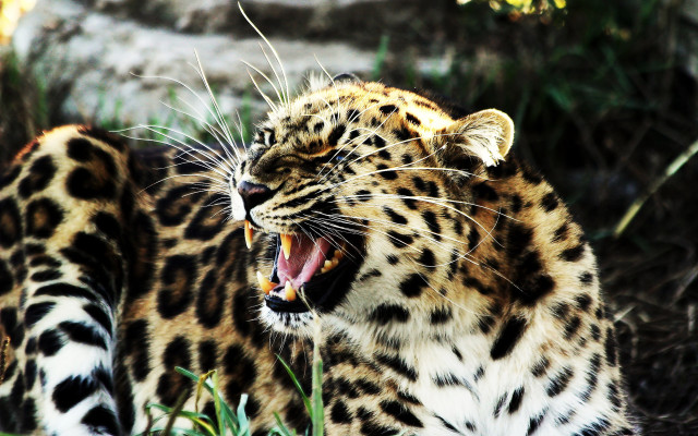 Leopard open mouth teeth blurry #3 free wallpaper for desktop - medium preview image