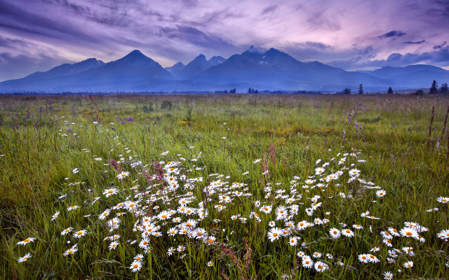 Wildflowers mountains sunset purple sky free wallpaper for desktop - medium preview image