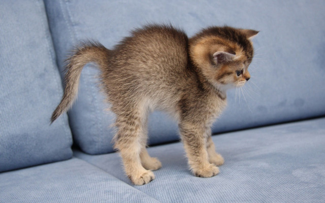 Small kitten blue couch arabesque free wallpaper for desktop - medium preview image