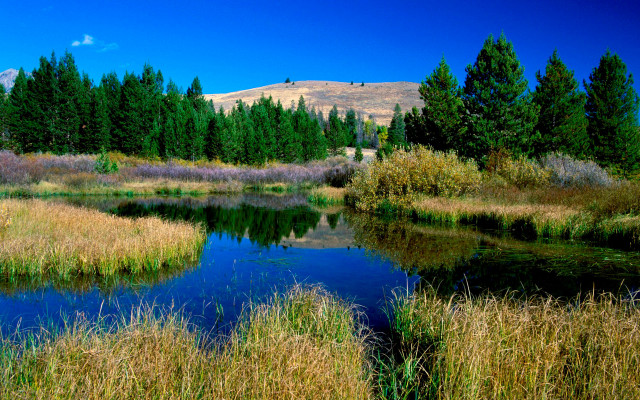 Small pond tall grass mountain free wallpaper for desktop - medium preview image