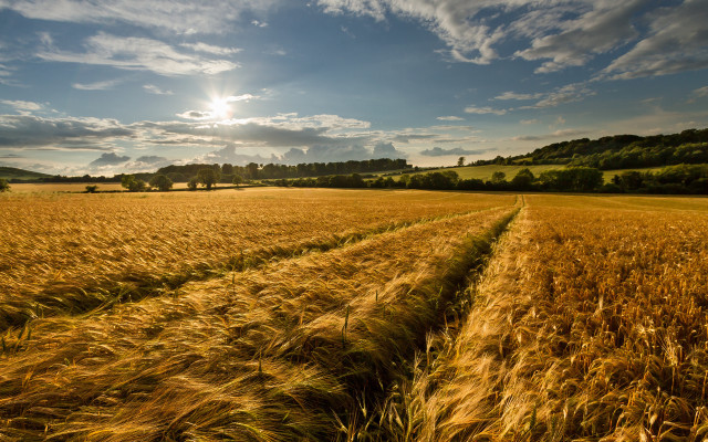 Wheat field sunset cityscape clouds free wallpaper for desktop - medium preview image